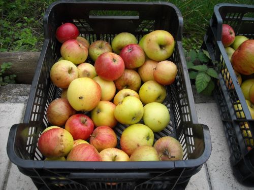 Obuoliai, Vaisiai, Vaisiai, Sveikas, Raudona Ir Geltona, Rudens Vaisius, Derlius, Maistas