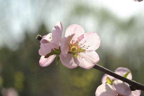 Abrikosas, Pavasaris, Gėlė