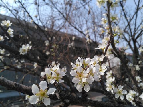 Abrikosas, Pavasaris, Baltos Abrikosinės Gėlės