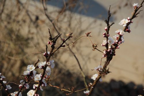 Abrikosas, Baltos Abrikosinės Gėlės, Ankstyvosios Pavasario Abrikosų Gėlės