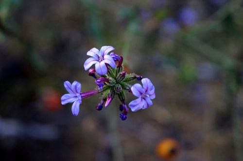 Aqil, Violetinė, Augalas