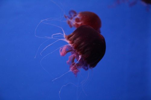 Akvariumas, Medūza, Jūra