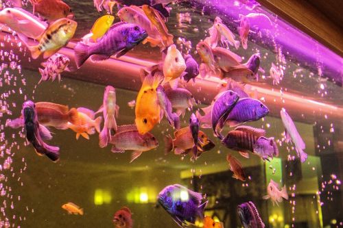 Akvariumas,  Dekoratyvinės Žuvys,  Žuvis,  Gėlavandenės Žuvys,  Ešeriai,  Burnos Kirpyklos