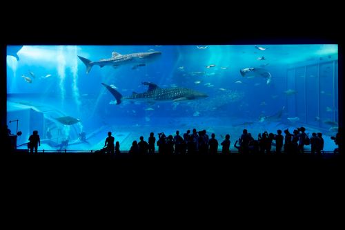 Akvariumas,  Ryklys,  Okinawa,  Japonija,  Žuvis,  Vanduo,  Povandeninis,  Gyvūnas,  Maudytis,  Gyvenimas,  Jūra,  Mėlynas,  Gamta,  Skaidrus,  Žmonės,  Stiklas,  Jūrų,  Sėkmė,  Vandenynas