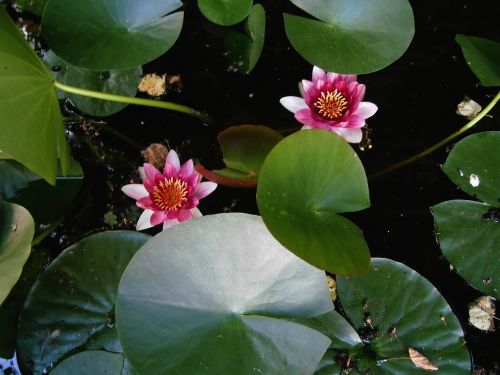 Vandens Augalas, Vandens Lelijos, Gėlės