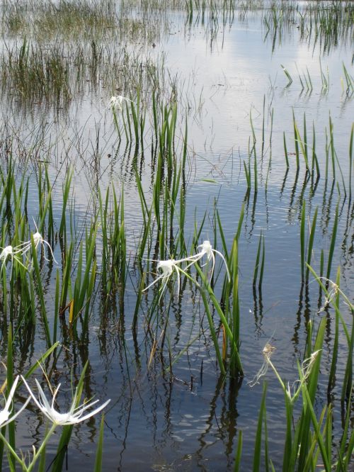 Vandens Augalas, Ežeras, Tvenkinys, Žiedas, Žydėti, Bankas, Nendrė, Teichplanze, Vanduo, Gamta, Žydėti, Florida