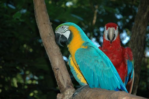Ara, Paukščiai, Brazilija