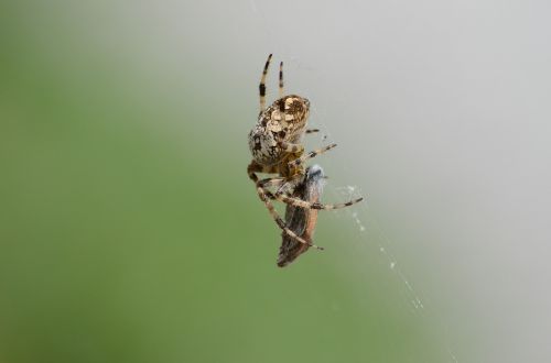 Araneus,  Voras,  Arachnid,  Maitinimas,  Fauna,  Voratinklis,  Voratinklis