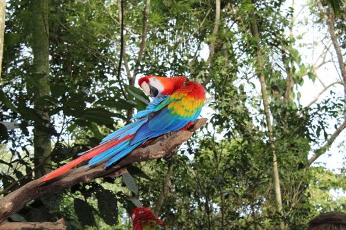 Macaw Paukštis, Atogrąžų Paukštis, Brazilijos Fauna, Aplinka, Arara Canindé, Royalty Free