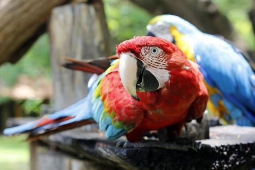 Arara, Red Macaw, Gyvūnai, Paukštis, Atogrąžų Paukštis, Brazilijos Fauna, Spalvinga, Gamta, Raudona, Silvestre, Grožis, Spalvos