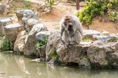 Arashiyama, Japonija, Beždžionių Parkas, Beždžionė, Kyoto, Laukiniai, Laukinė Gamta, Gyvūnas, Gamta, Parkas, Primatas, Kalnas, Žiūri, Mielas, Žinduolis