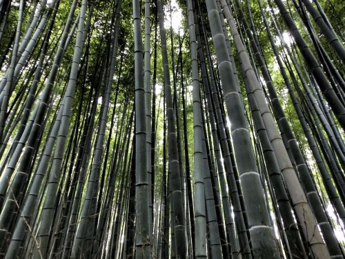 Arashiyama, Bambuko Miškas, Japonija, Medis, Bambukas, Miškas