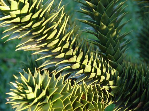 Araucaria, Augalas, Medis, Visžalis, Lapai, Gamta, Flora, Botanika