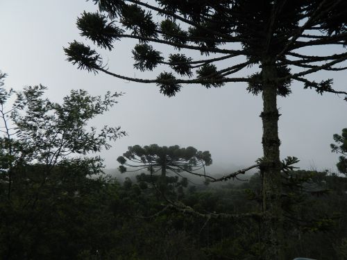 Araucaria, Pinheiro, Medis, Gamta