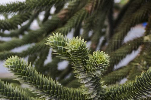 Araucaria, Augalas, Sodas, Medis, Gamta, Žalias