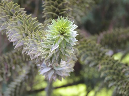 Araucaria, Augalas, Makro