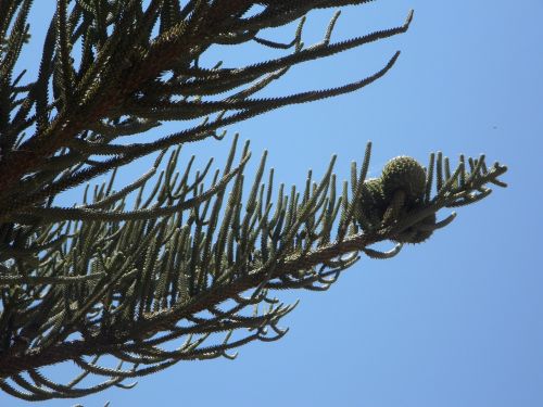 Araucaria, Araucaria, Promenada, Vaisiai, Bakstelėkite, Vaisiai, Skyrius, Dangus, Estetinis, Žalias, Augalas, Medis