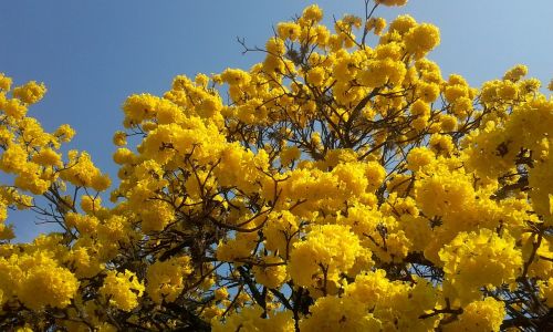 Arbol Florido, Lapacho Geltona, Pavasaris, Gėlės