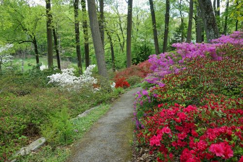 Arboretum, Devon, Pennsylvania, Gėlės, Kelias, Medžiai, Augalai, Gamta, Lauke
