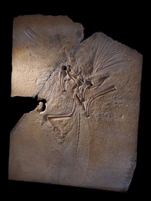 Archeopteryx, Skeletas, Iškastinis, Archosaurai, Pereinamoji Forma, Nusodinimas, Nusmukęs, Priešistoriniai Laikai, Kretažinis Laikotarpis