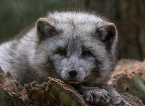 Arktinė Lapė, Žiūrėti, Zoologijos Sodas, Atsipalaiduoti, Poilsis, Atsipalaiduoti, Atsipalaidavimas, Rūpestis, Kailis, Plėšrūnas, Gyvūnų Portretas