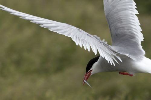 Arctic Tern, Jūros Paukštis, Laukinė Gamta, Ornitologija, Farne Isles