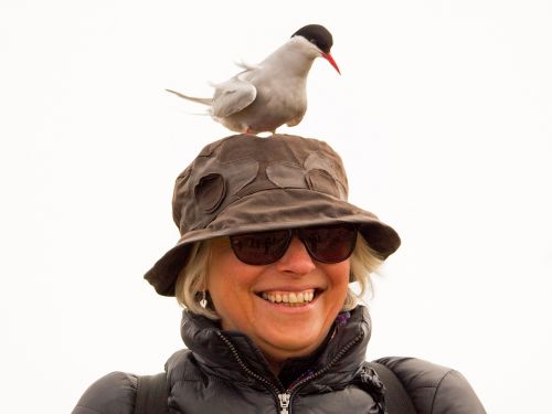 Arctic Tern, Laukinė Gamta, Paukštis, Ternas, Arktinė, Gamta, Jūros Paukštis, Agresyvus, Bombardavimas