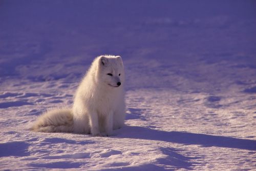 Arktinis Vilkas, Kailis, Žinduolis, Lauke, Šešėlis, Sniegas, Balta, Žiema, Vilkas