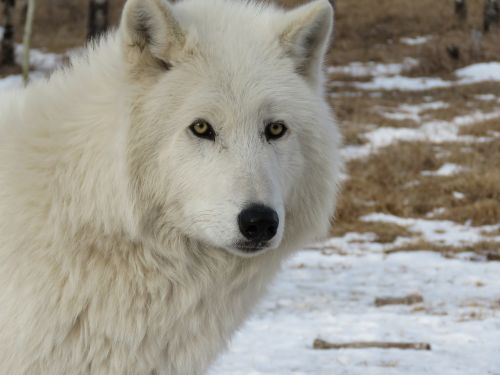 Arktinis Vilkšunis, Wolfdog, Vilkas, Šuo, Šventykla, Reabilitacija, Kailis, Balta, Gelbėjimas