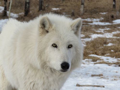 Arktinis Vilkšunis, Wolfdog, Vilkas, Šuo, Šventykla, Reabilitacija, Kailis, Gelbėjimas