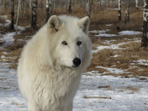 Arktinis Vilkšunis, Wolfdog, Vilkas, Šuo, Šventykla, Reabilitacija, Kailis, Gelbėjimas