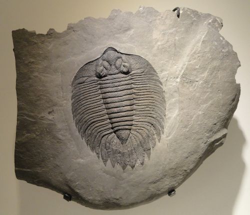 Arctinurus Boltoni,  Trilobitas,  Iškastinis,  Skalūnai,  Vidurinis Silurianas,  Muziejus,  Gyvūnas,  Išnykęs,  Paleontologija