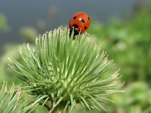 Arctium Lappa, Boružė, Didesnis Barakas, Valgomieji Varnaliai, Lappa, Elgetos Mygtukai, Vabzdys, Klaida, Flora, Makro, Botanika