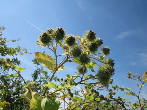 Arctium Lappa, Dangus, Debesys, Augalas, Augalai, Gėlė, Gėlės, Žaluma, Flora, Žolė, Žydėti, Žiedas, Floret, Stiebas, Gražus, Spalvinga, Gamta, Lauke, Lauke, Pavasaris, Vasara, Mielas, Graži, Makro, Iš Arti