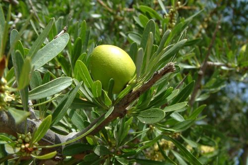 Arganas, Vaisiai, Žalias, Marokas, Medis