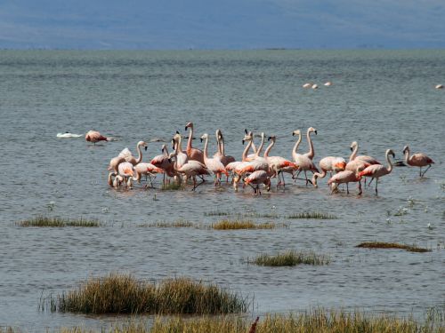 Argentina, Patagonia, Kalafatas, Pritraukimas, Turizmas, Peizažas, Rožinis, Flamingo