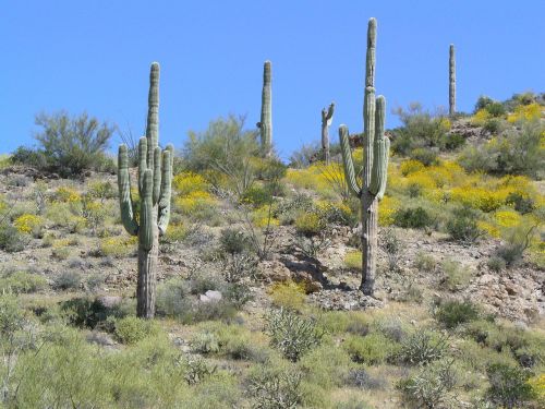 Arizona, Dykuma, Kaktusas, Saguaro, Nevaisinga