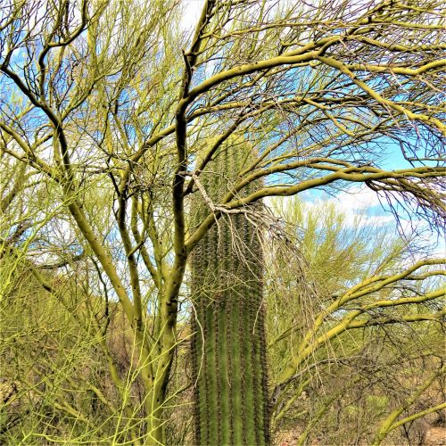 Arizona, Kaktusas, Saguaro, Dangus, Žali Medžiai