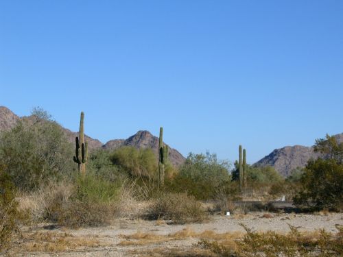 Arizona, Kaktusai, Dienos Metu, Sausas, Kalnai, Kraštovaizdis, Vaizdingas, Kaktusas, Dykuma, Kalnas