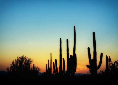 Arizona, Kaktusas, Kaktusai, Saguaro, Saulėlydis, Dangus, Debesys, Vakaras, Dusk, Gamta, Lauke, Siluetai, Kraštovaizdis, Vaizdingas