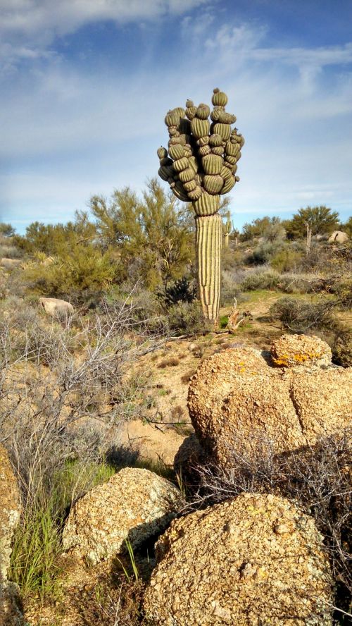 Arizona, Saguaro, Kaktusas, Augalas, Gėlė, Gamta, Akmenys, Dykuma