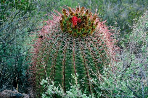 Kaktusas,  Arizona,  Dykuma,  Kraštovaizdis,  Gamta,  Arizonos Dykumos Kaktusas