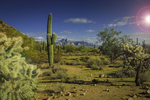 Saulė,  Kaktusas,  Dykuma,  Arizona,  Kelionė,  Arizonos Kraštovaizdis