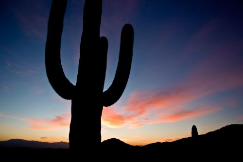 Arizona,  Saulėtekis,  Gamta,  Kraštovaizdis,  Kaktusas,  Kalnai,  Arizonos Saulėtekis