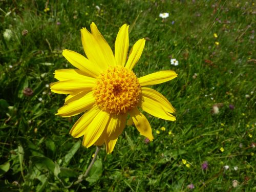 Arnica, Martsteino Gėlės, Kalnų Gėlė, Vosges