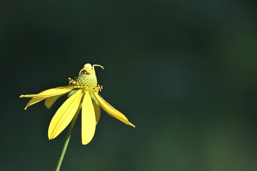 Arnica Flower,  Krabų Voras,  Geltonasis Žiedvoris,  Vabzdys,  Kamufliažas,  Vasara,  Augalų,  Pobūdį,  Lauko