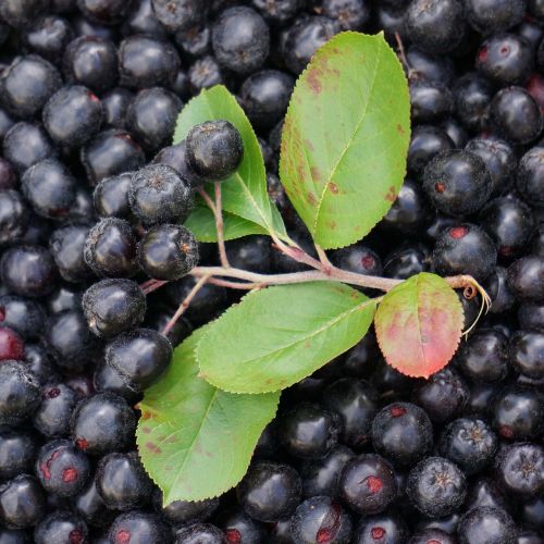 Aronia, Uogos, Juoda, Rudens Derlius, Lapai, Krūva