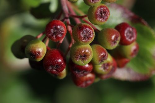 Aronia, Krūmas, Uogos, Nesubrendusio, Vasara, Sodas, Uždaryti, Makro