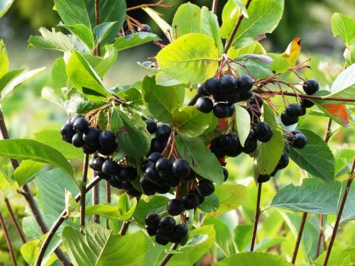 Aronia, Sodas, Žalias