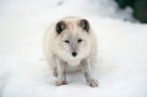 Arktinė Lapė, Žinduolis, Laukinė Gamta